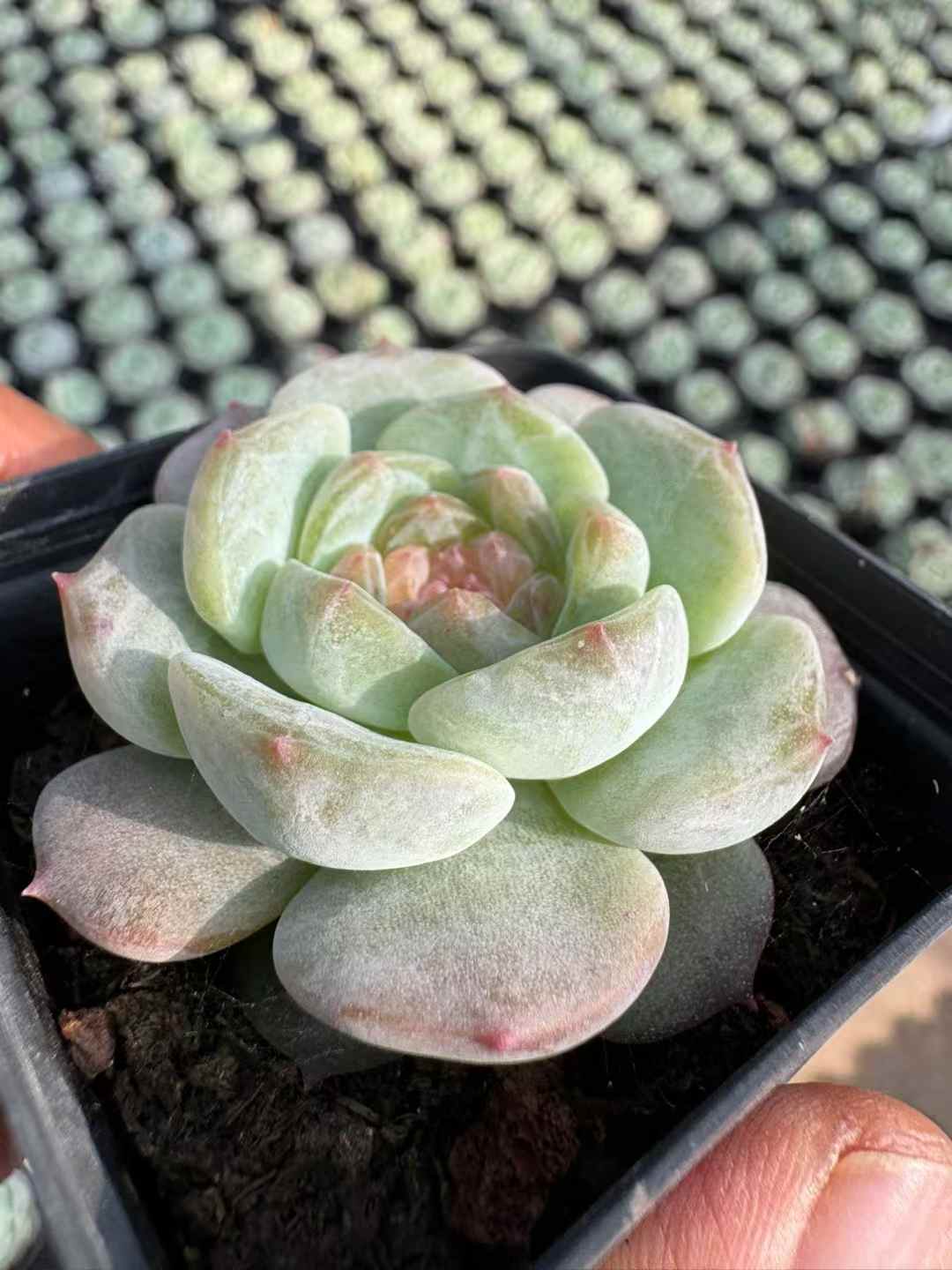 多肉植物 スイートハート 50株セット 2号鉢 品番AD00178