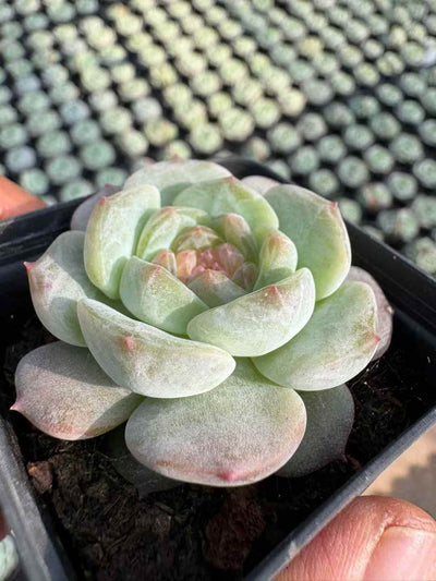 多肉植物 スイートハート 50株セット 2号鉢 品番AD00178