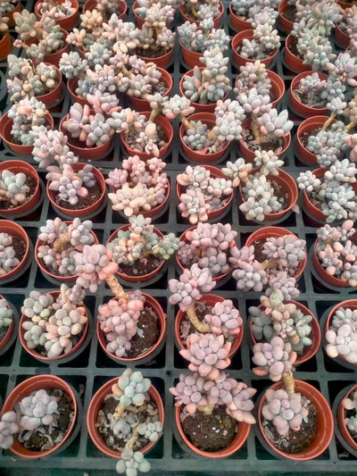 多肉植物 ピンクラバー 35株セット 3号鉢 品番ZG00066