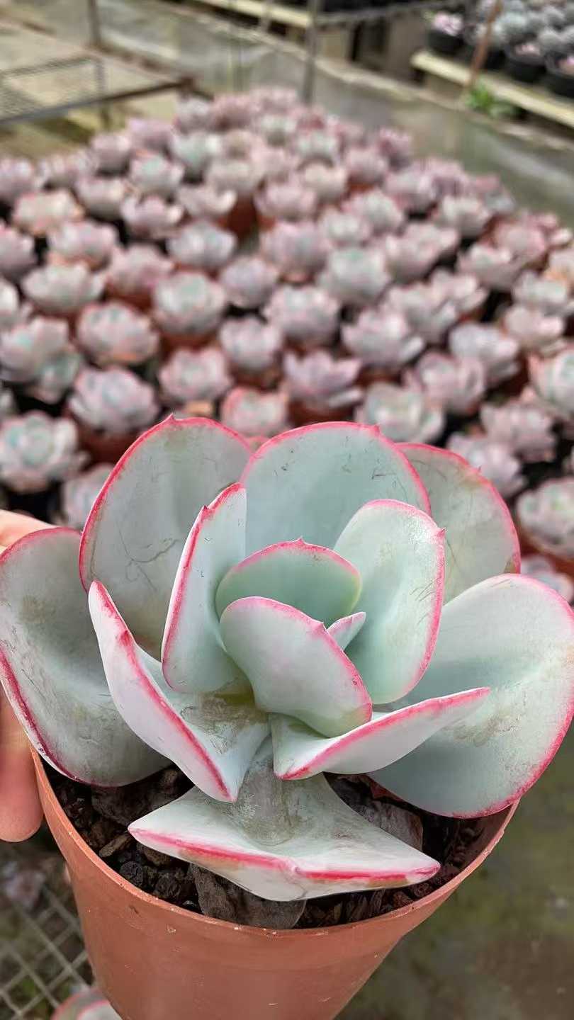 多肉植物 ブルックリンノアオ 12株セット 5号鉢 品番AE00056