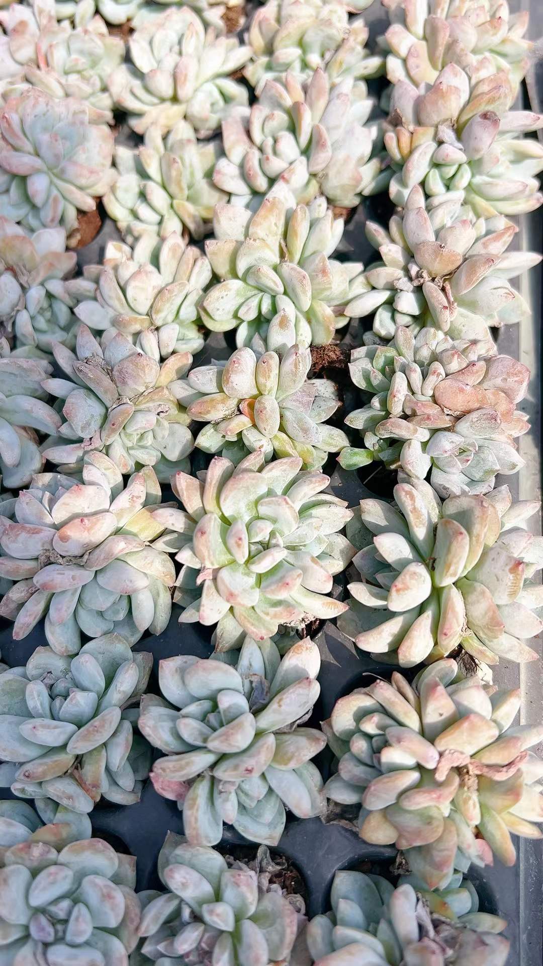 多肉植物 オレンジドリームグン 105株セット 品番AH00004