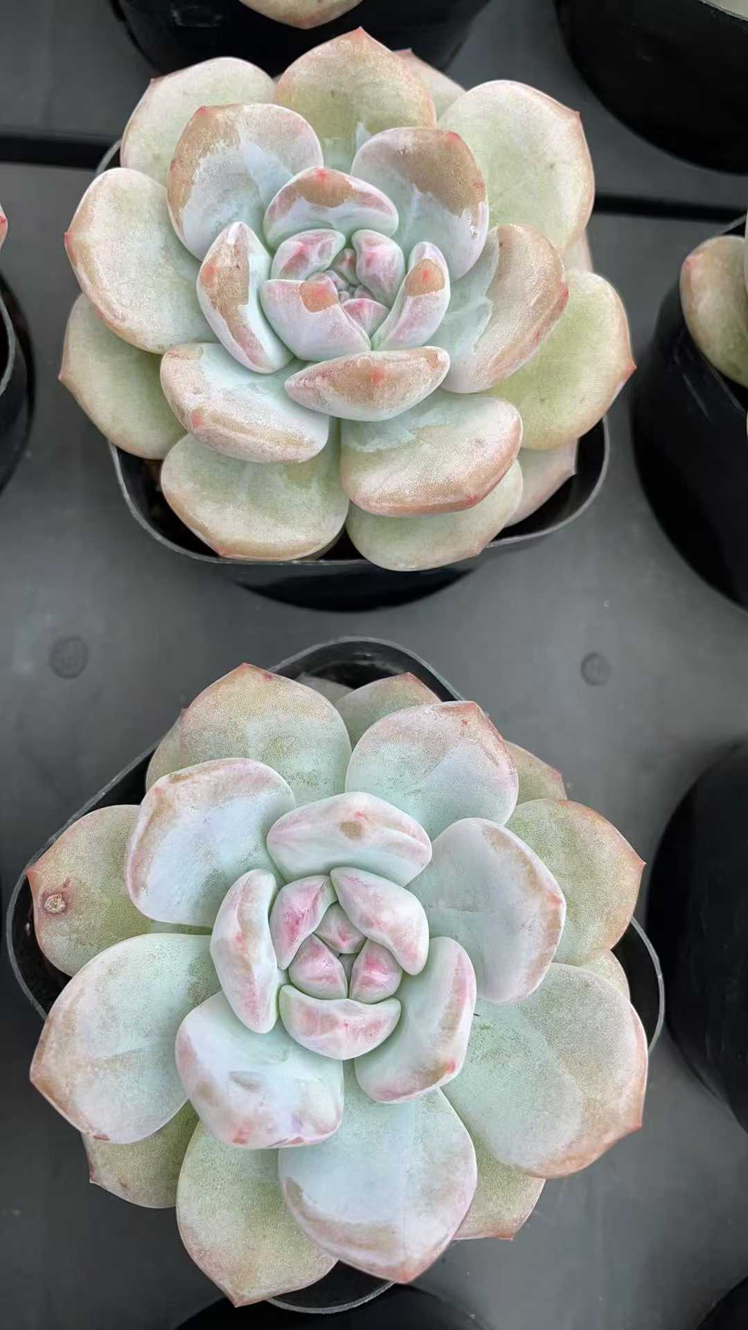 多肉植物 ホシカゲタントウ 50株セット 2.5号鉢 品番AE00027