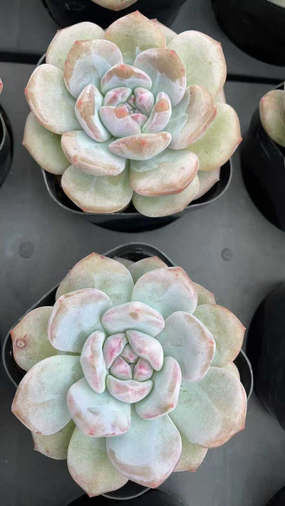多肉植物 ホシカゲタントウ 50株セット 2.5号鉢 品番AE00027