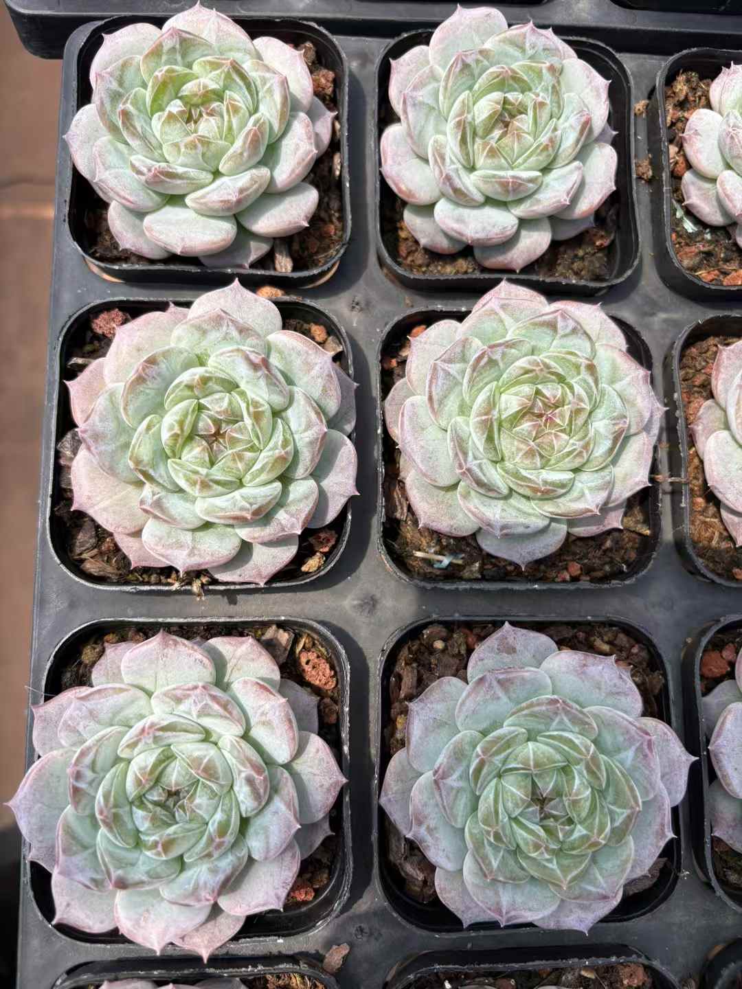 多肉植物 バントゥーラ 50株セット 2.5号鉢 品番AD00190