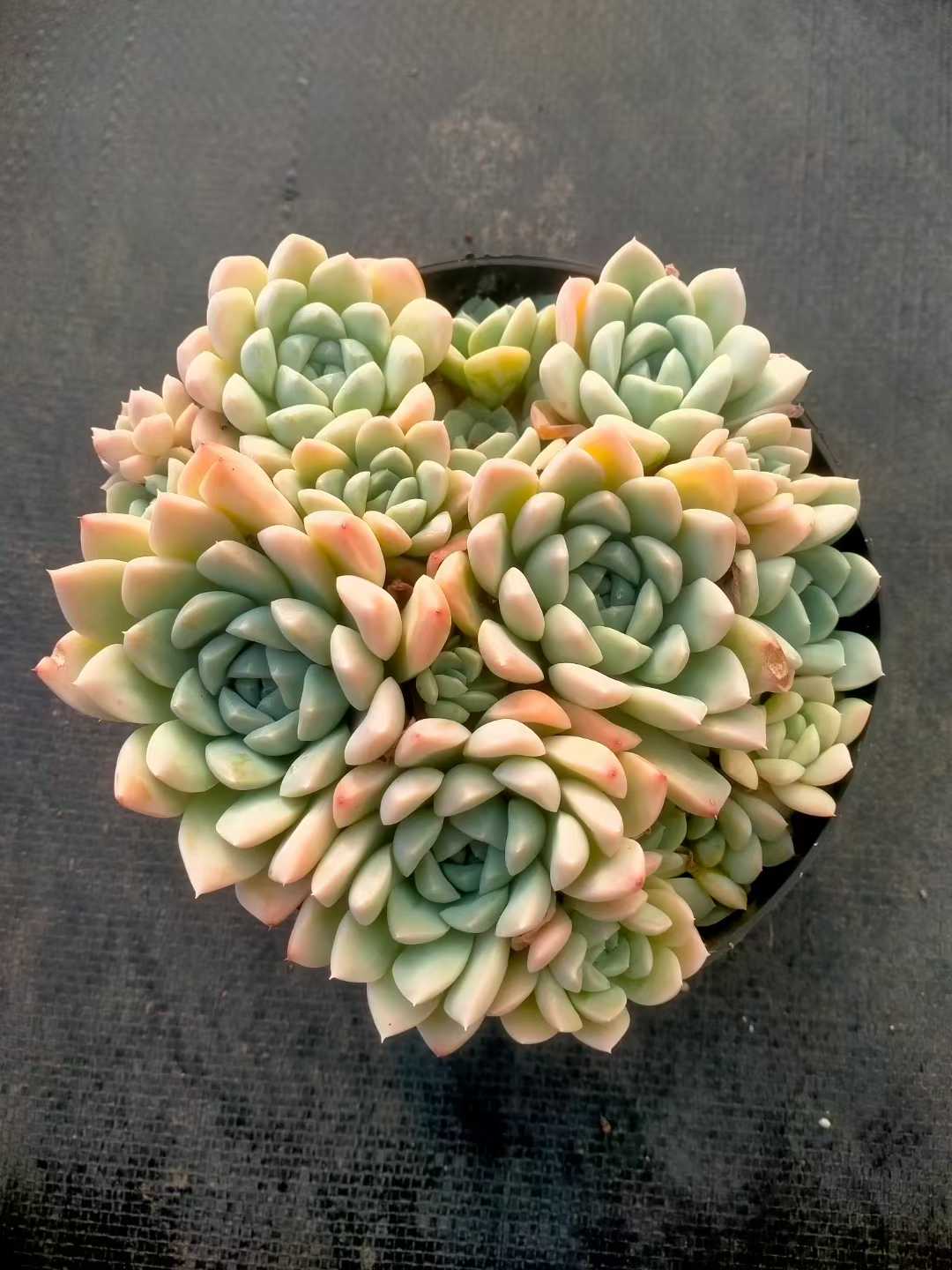 多肉植物 ナイユウビジン 12株セット 5号鉢 品番ZG00069