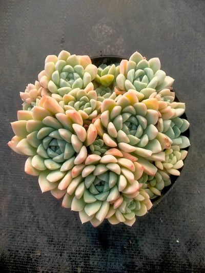 多肉植物 ナイユウビジン 12株セット 5号鉢 品番ZG00069