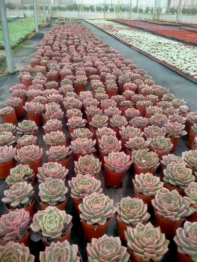 多肉植物 シャンパン 20株セット 5号鉢 品番ZG00016