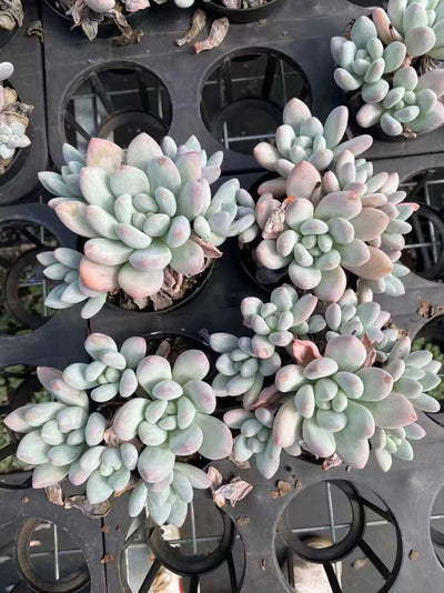 多肉植物 コウスイグン 35株セット 3号鉢 品番AF00034