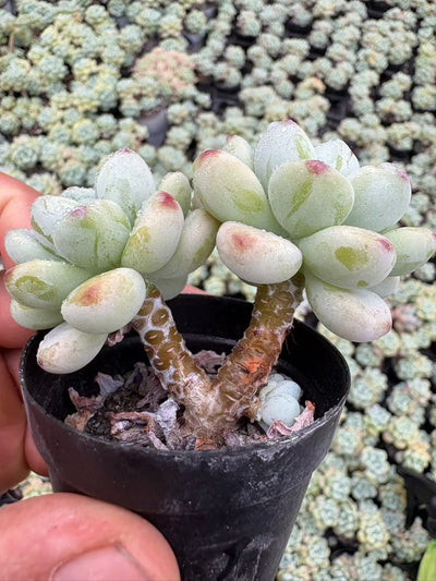 多肉植物 ロキ 50株セット 2号鉢 品番AD00011