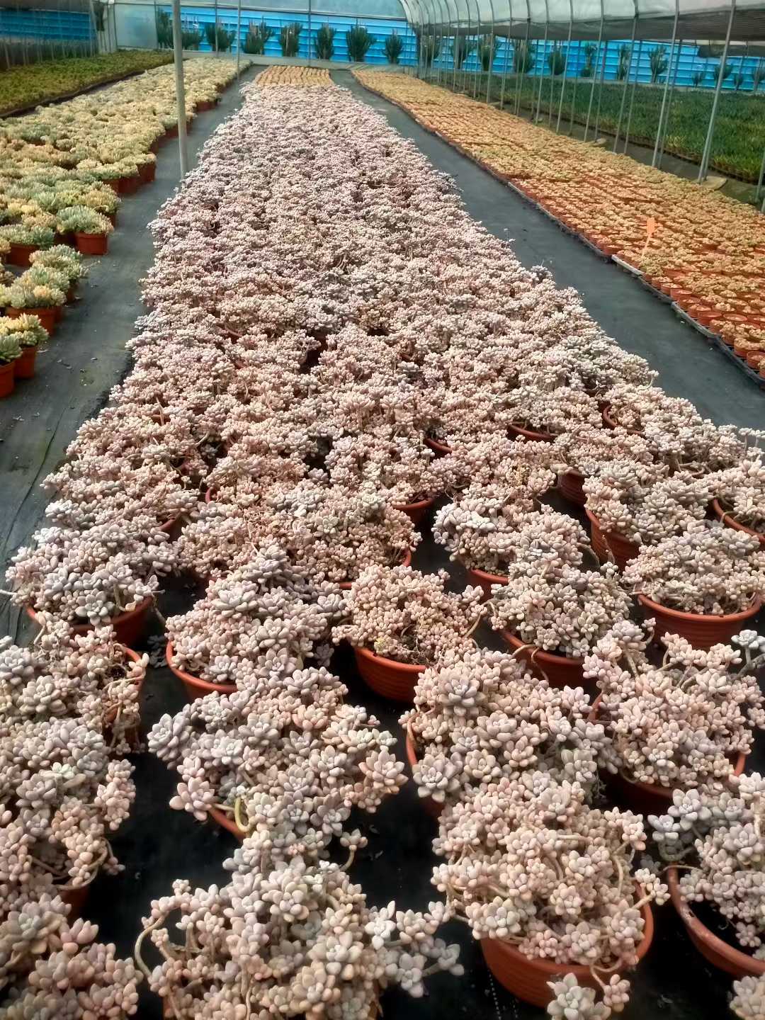 多肉植物 アレン 6株セット 6号鉢 品番ZG00003