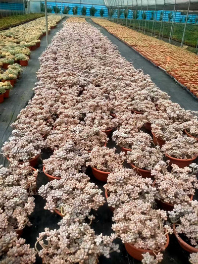 多肉植物 アレン 6株セット 6号鉢 品番ZG00003