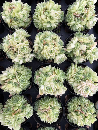 多肉植物 ショウイマイ 50株セット 2号鉢 品番AD00010