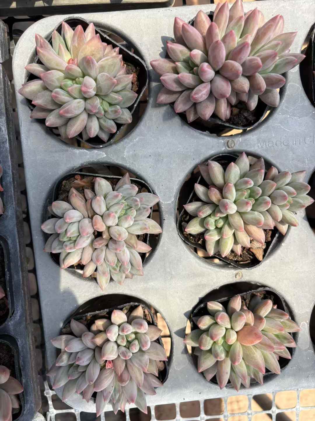 多肉植物 きんぎょひめ 50株セット 2.5号鉢 品番AD00195