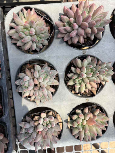 多肉植物 きんぎょひめ 50株セット 2.5号鉢 品番AD00195