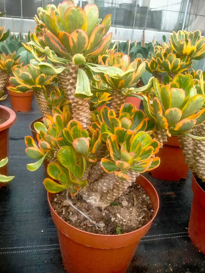 多肉植物 ホタテキリンニシキ 6株セット 9号鉢 品番ZG00028