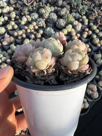 多肉植物 ベリー 36株セット 3号鉢 品番AD00143