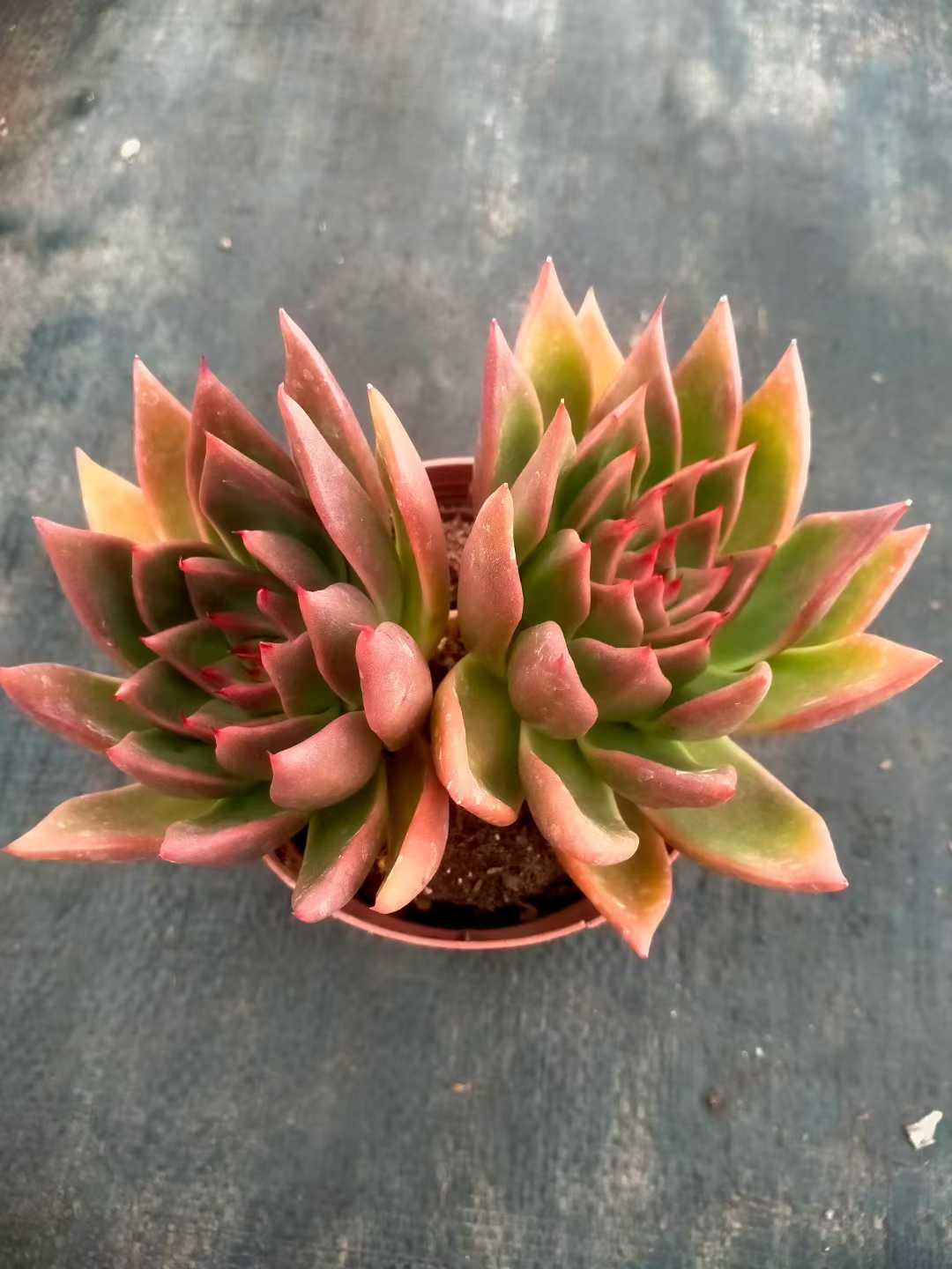 多肉植物 ショウシャキヘイ 24株セット 4号鉢 品番ZG00047