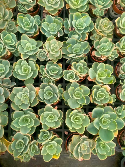 多肉植物 ヒトエモモ 35株セット 3号鉢 品番ZG00020