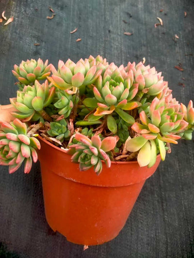 多肉植物 マーカス 9株セット 6号鉢 品番ZG00044