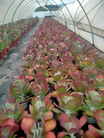 多肉植物 トウイン 12株セット 5号鉢 品番ZG00036