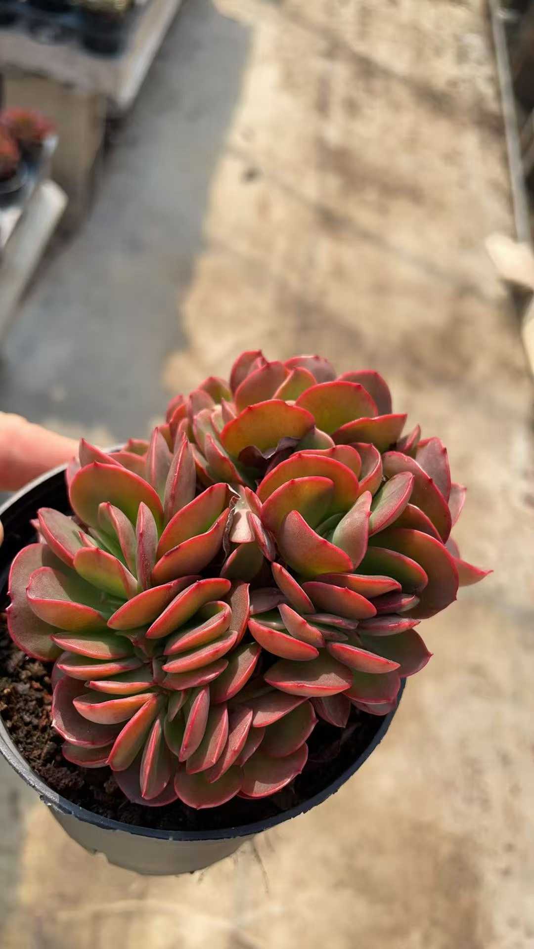 多肉植物 バビーツイカ 15株セット 3号鉢 品番AE00053