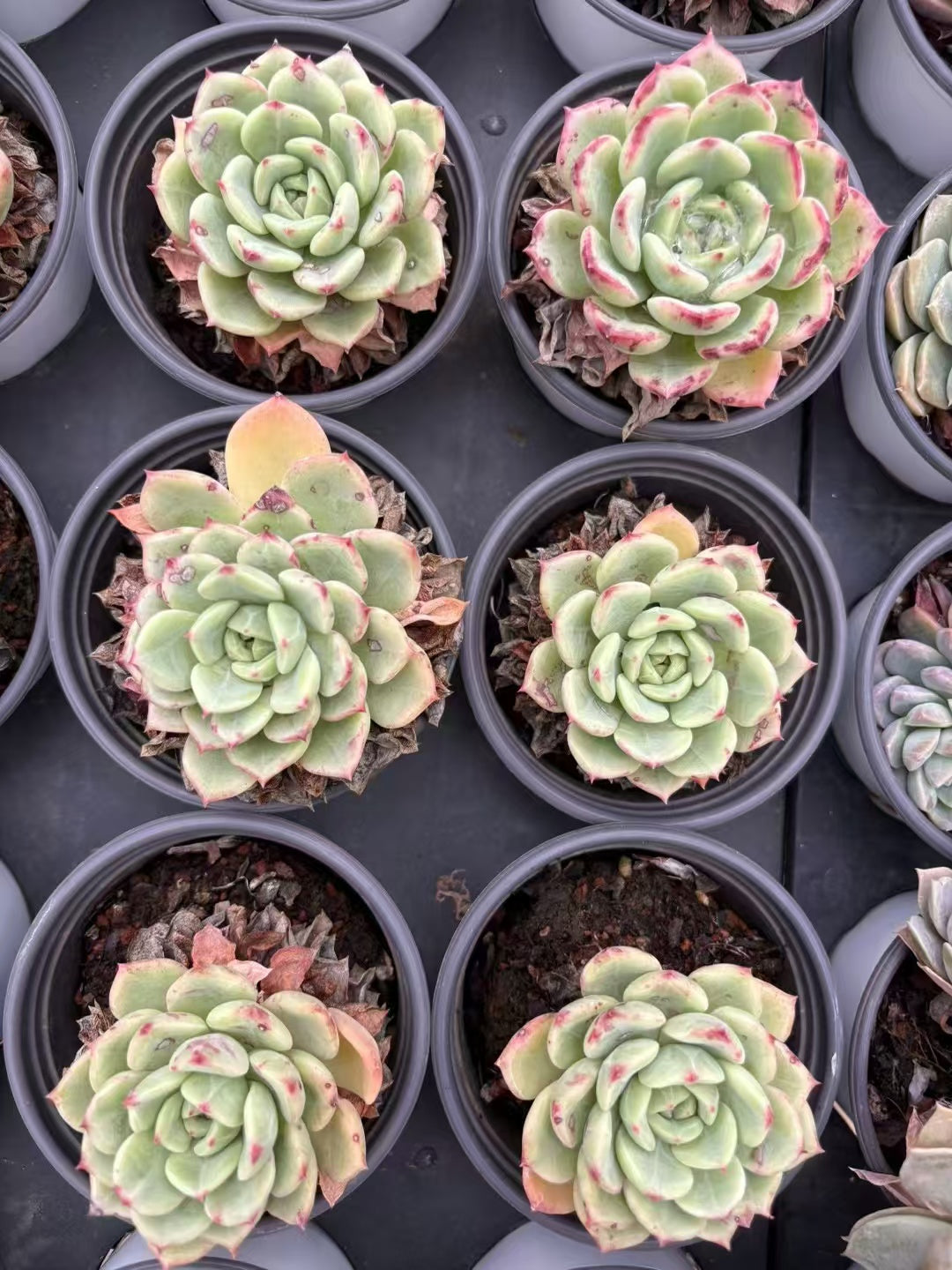 多肉植物 ハミウリ 36株セット 3号鉢 品番AD00147