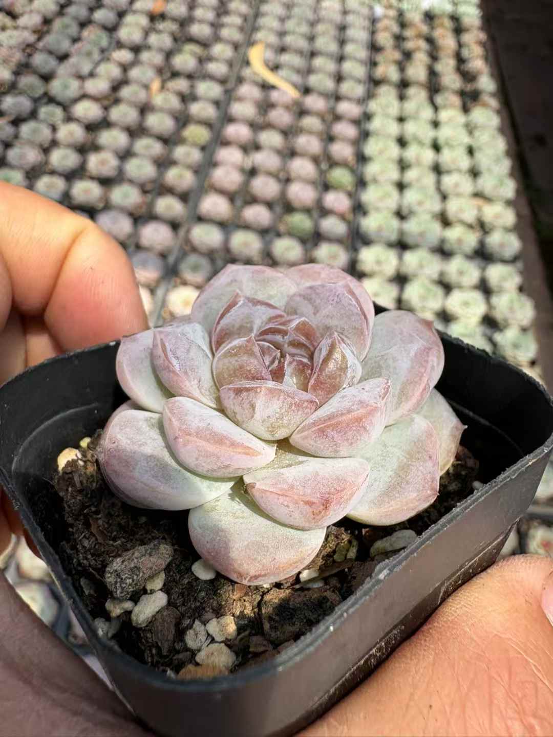 多肉植物 アイスアメリカーノ 50株セット 2.5号鉢 品番AD00189
