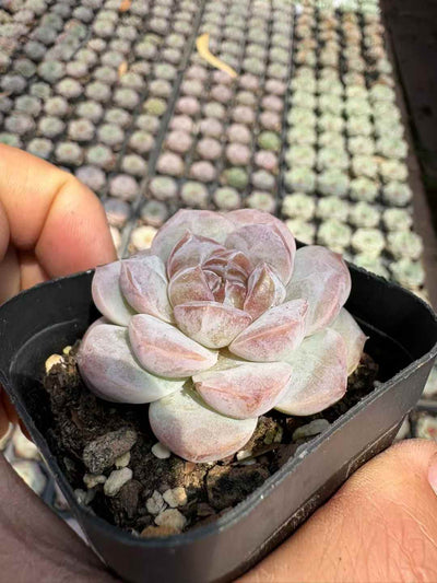 多肉植物 アイスアメリカーノ 50株セット 2.5号鉢 品番AD00189