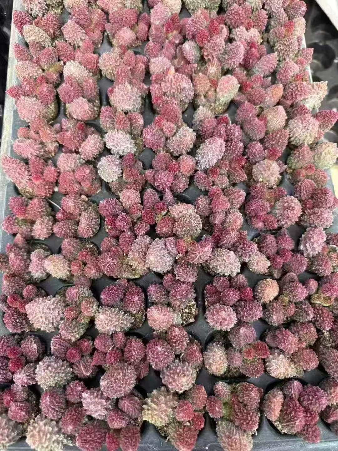 多肉植物 クンシュシギョク 105株セット 品番AH00010