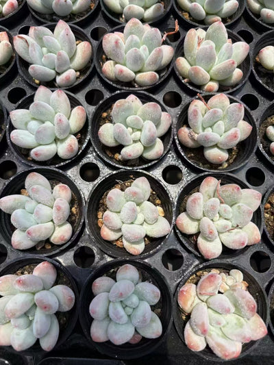 多肉植物 パフューム 50株セット 2号鉢 品番AD00020