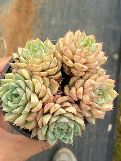 多肉植物 バンバ 18株セット 3号鉢 品番AA00152