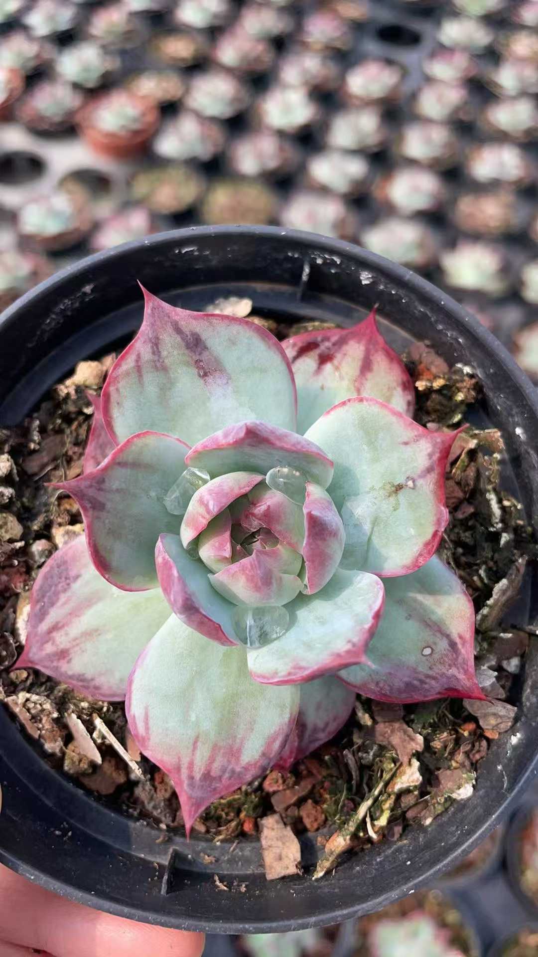 多肉植物 ラシキョウコウカンヨウ 15株セット 4号鉢 品番AE00046