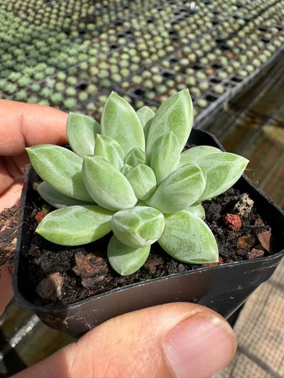 多肉植物 へきぎょく 50株セット 2.5号鉢 品番AD00185