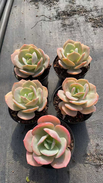 多肉植物 ハクホウ 15株セット 4号鉢 品番AE00038