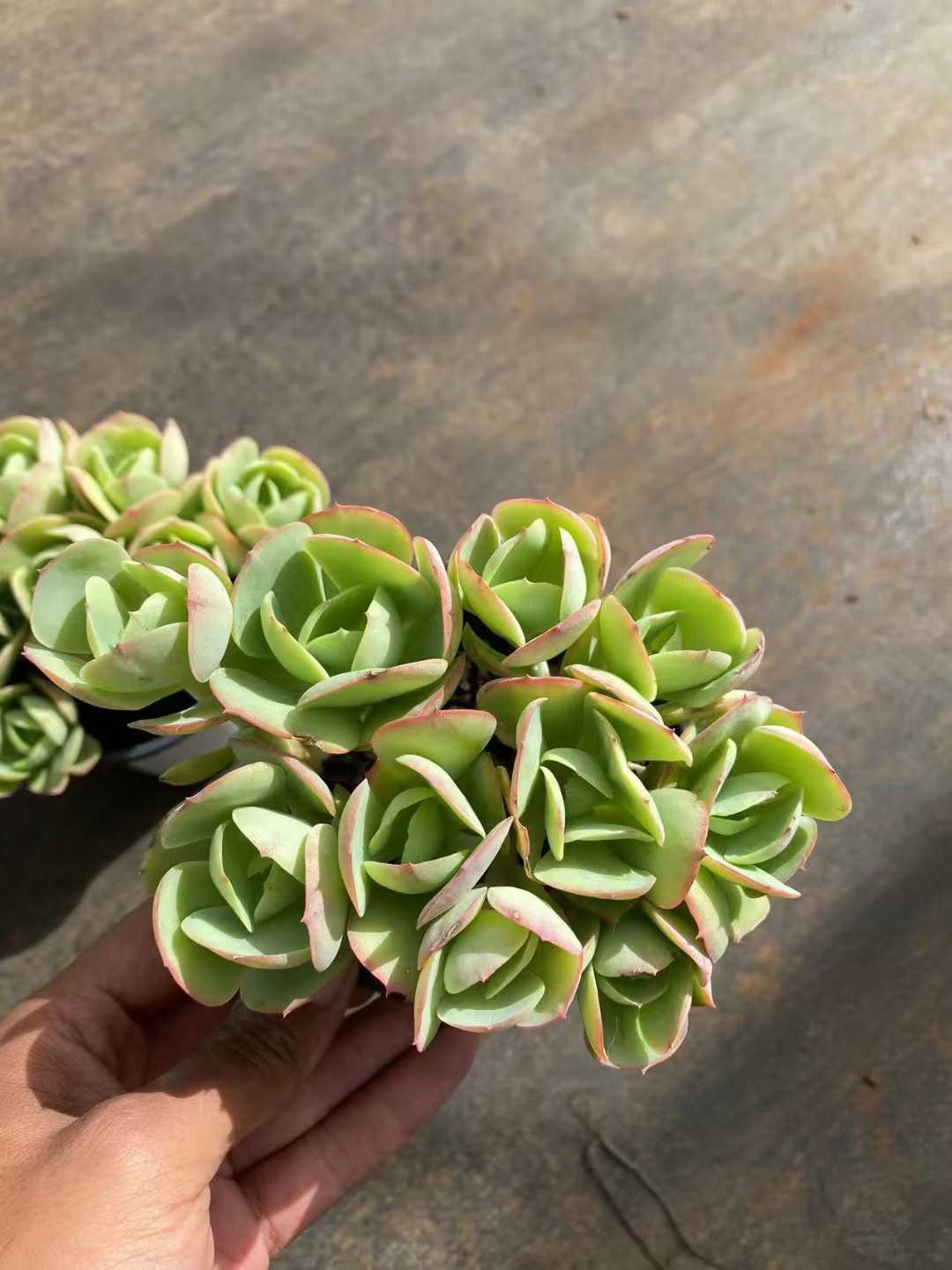 多肉植物 ヒトエモモグン 24株セット 4号鉢 品番AF00058