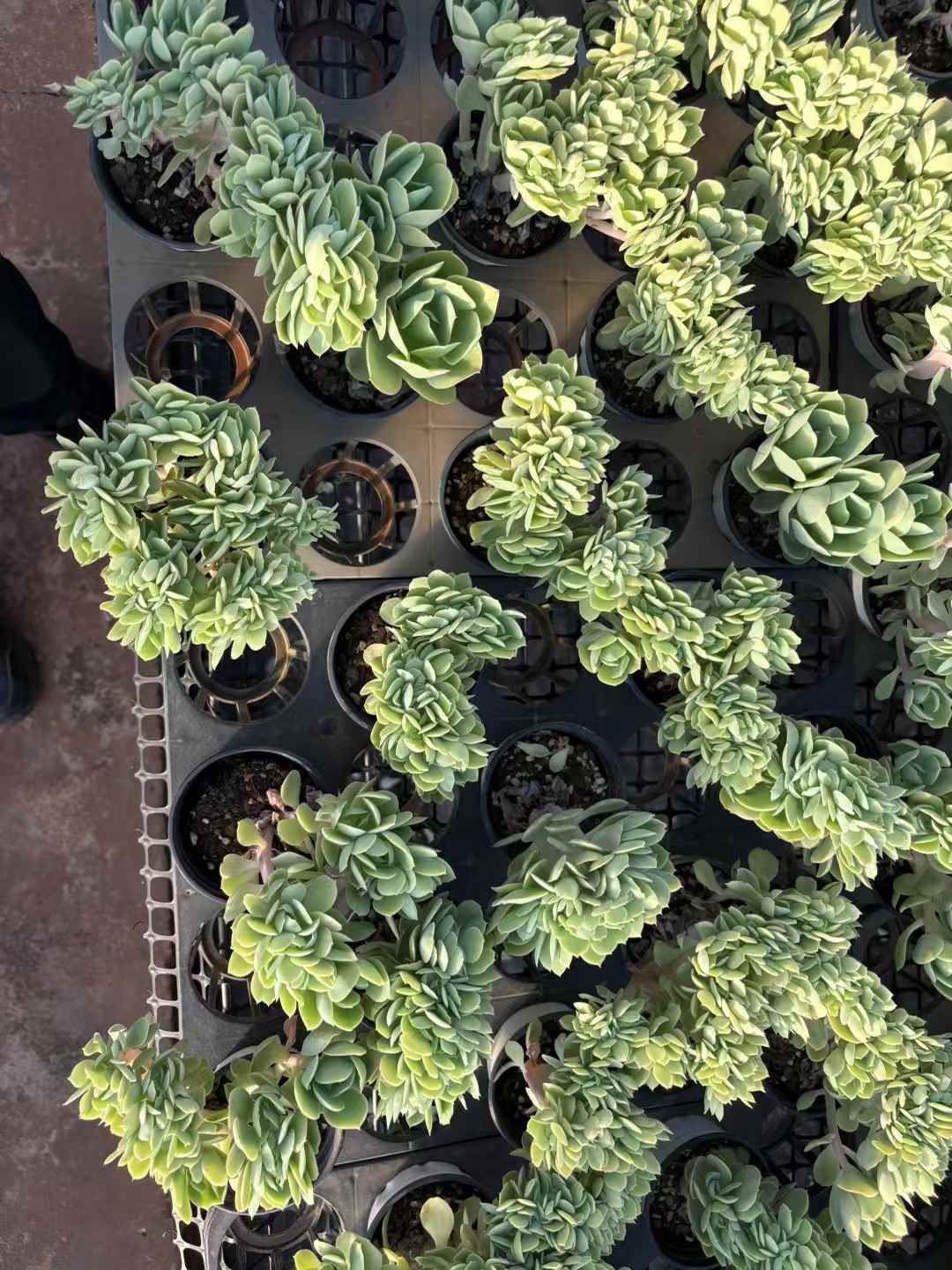 多肉植物 きへいけい 18株セット 3号鉢 品番AD00234