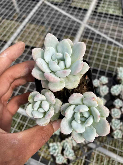 多肉植物 レイコウグン 54株セット 2.5号鉢 品番AF00035