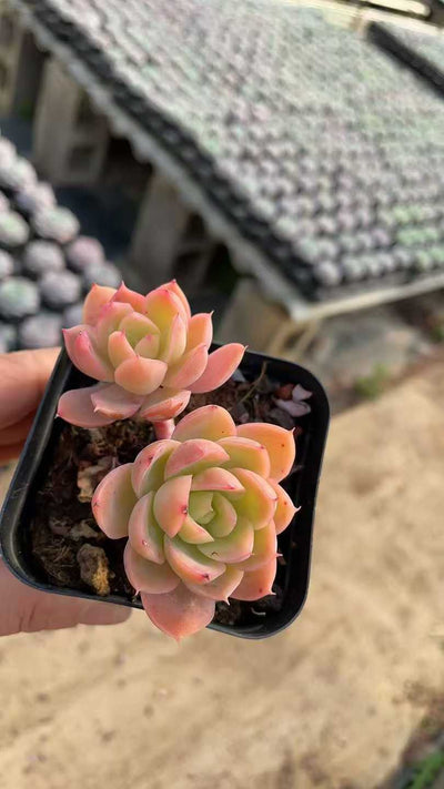 多肉植物 シルクメンシャ 50株セット 2.5号鉢 品番AE00021