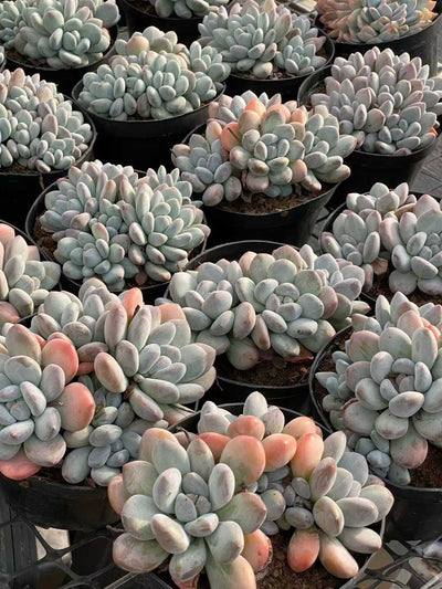 多肉植物 パフューム 12株セット 5号鉢 品番AA00141