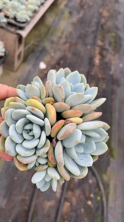 多肉植物 レイコウ 15株セット 4号鉢 品番AE00031