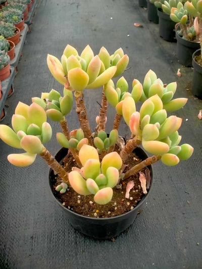 多肉植物 ロウショウコウビジン 12株セット 5号鉢 品番ZG00038