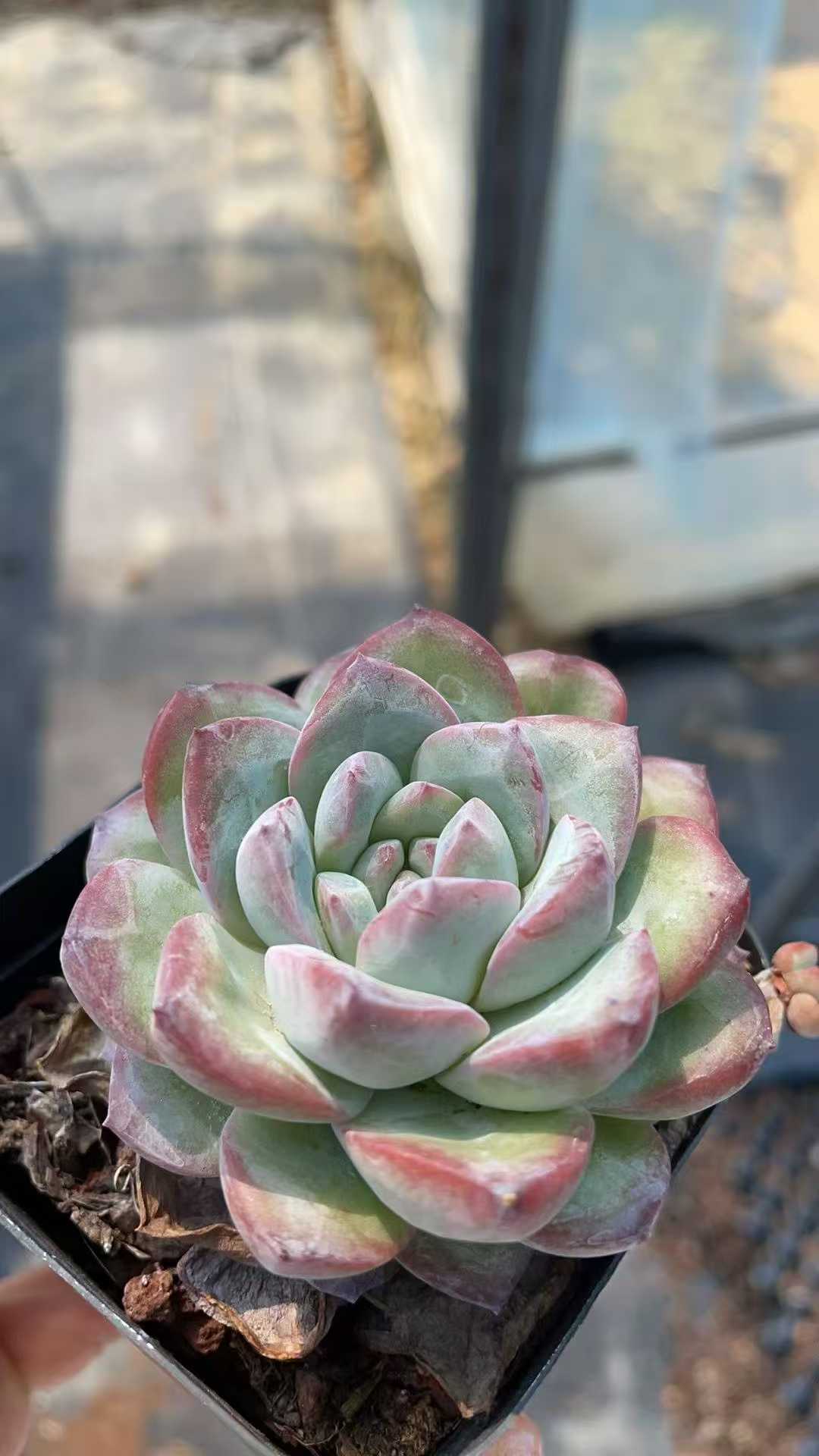 多肉植物 ユキユ 50株セット 2.5号鉢 品番AE00015