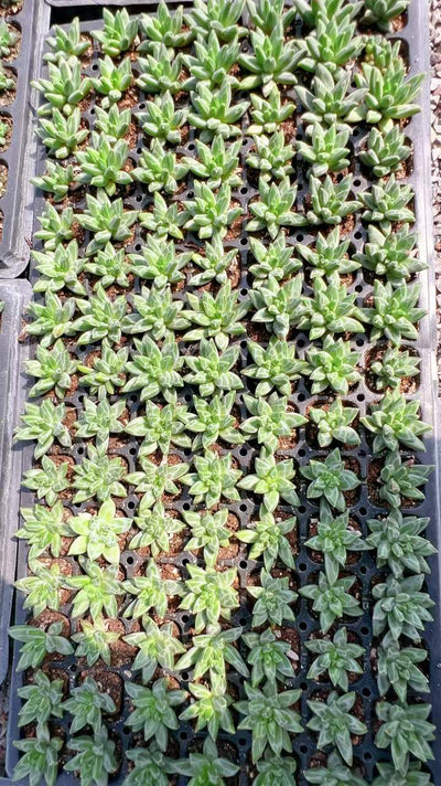 多肉植物 ゴッホ 105株セット 品番AH00009