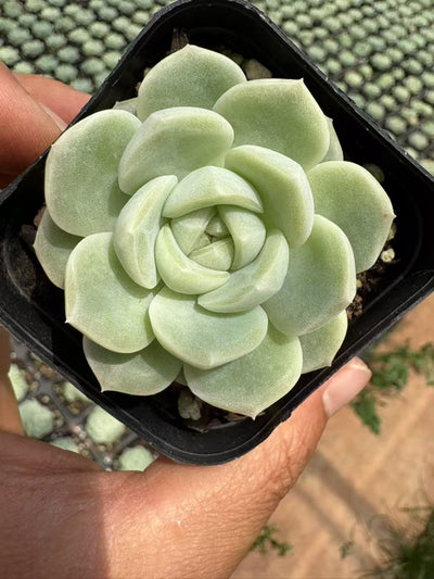 多肉植物 ぎょくとジェニー 50株セット 2.5号鉢 品番AD00075