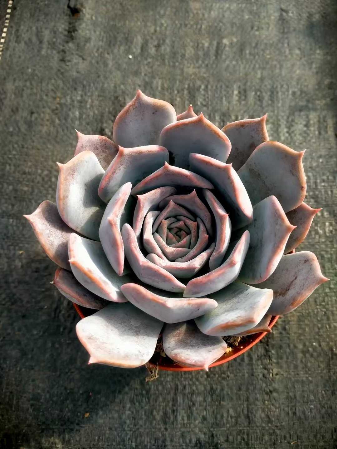 多肉植物 ルシナ 24株セット 4号鉢 品番ZG00032