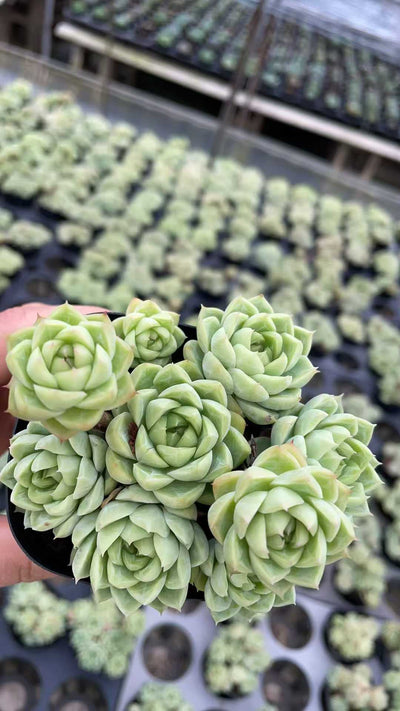 多肉植物 ジョオウ 50株セット 2.5号鉢 品番AE00025