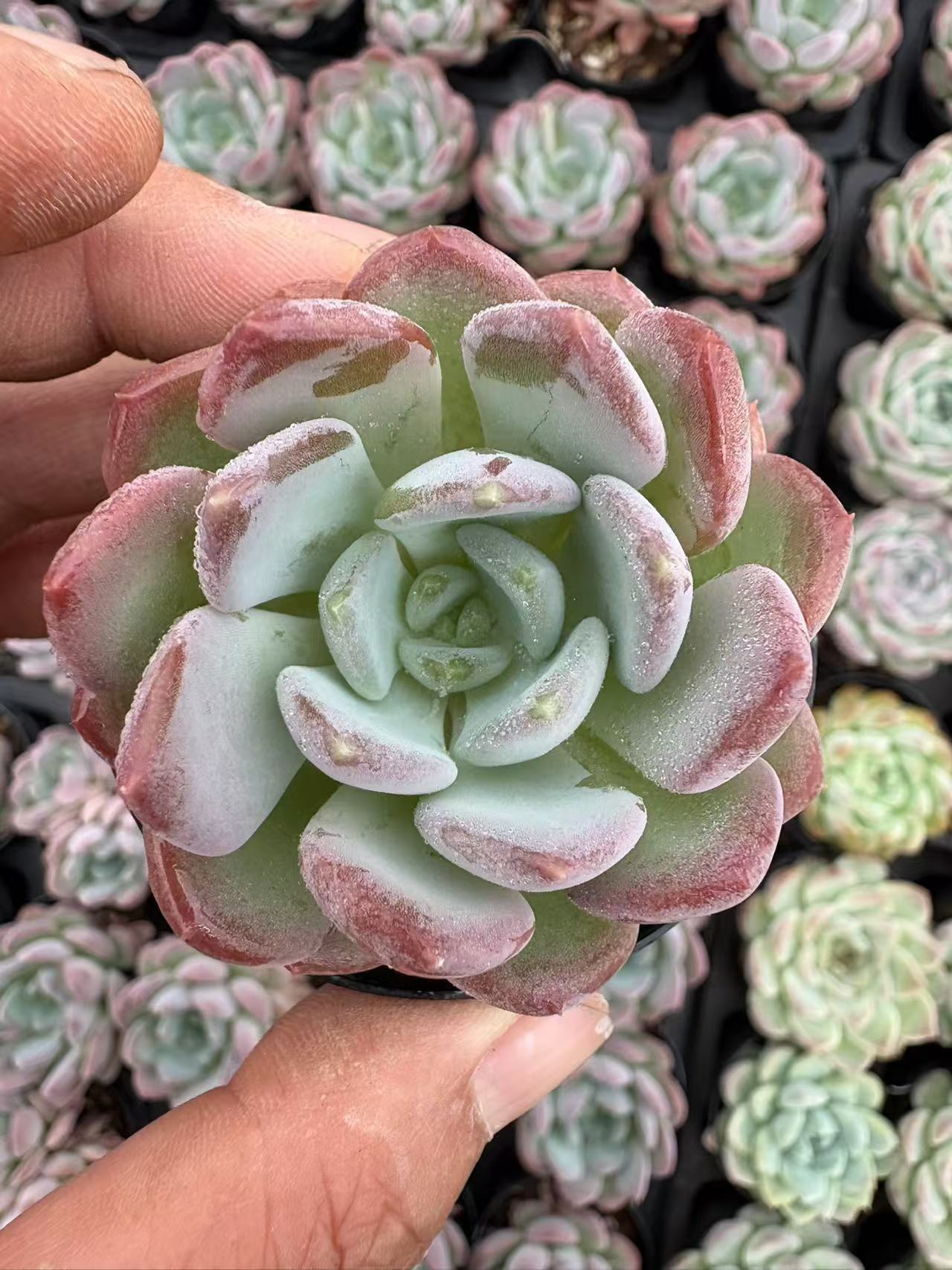 多肉植物 ピンクジェニー 50株セット 2号鉢 品番AD00012