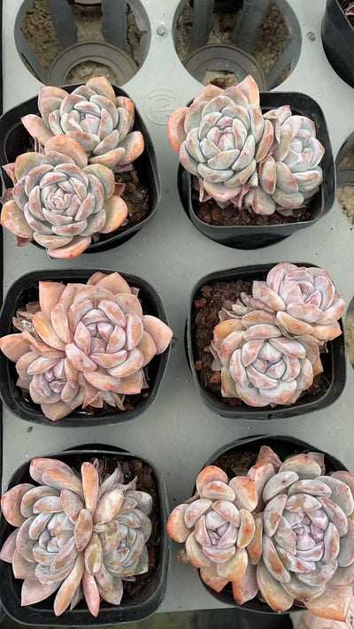 多肉植物 ホシカゲソウトウ 50株セット 2.5号鉢 品番AE00028