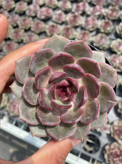 多肉植物 ブルーベリー 35株セット 3号鉢 品番AF00061