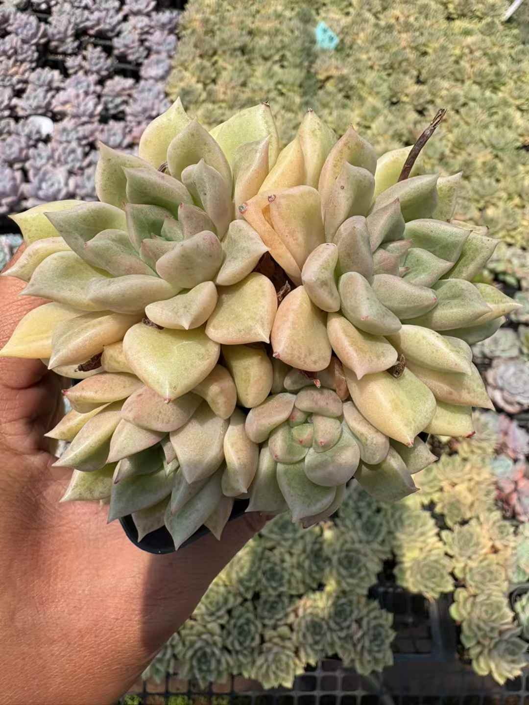 多肉植物 きらめき 50株セット 2.5号鉢 品番AD00206